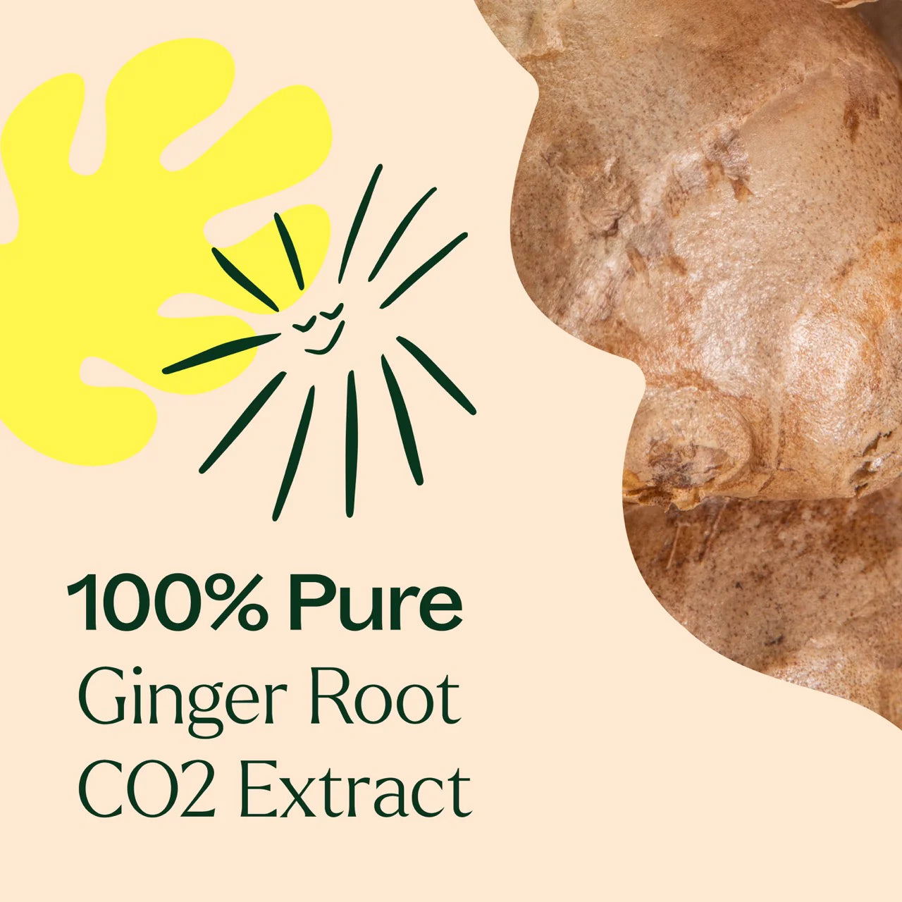 Ginger Essential Oil