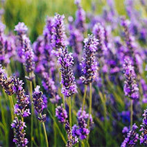 Organic Lavender 10ml Essential Oil